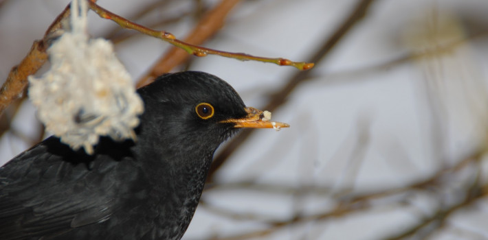 Juliette Linossier : Quand le chant des oiseaux révèle ce que nous sommes