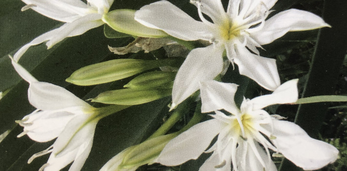 Flore de Corse : Une Ile aux trésors