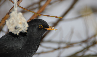 Juliette Linossier : Quand le chant des oiseaux révèle ce que nous sommes