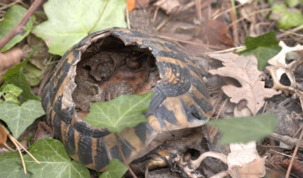 Tortues 1 … Parpaings 0 – P. ROCCA et sa société Fortimmo condamnés pour destruction de tortues d’Hermann