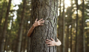 Bain de forêt : quand les arbres nous soignent