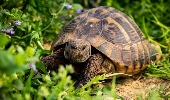 Massacre de tortues d’Hermann à Aiacciu :