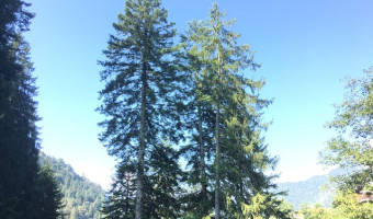 Italie : des forêts pas vraiment top !