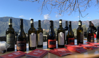 Sous les oliviers, la vigne