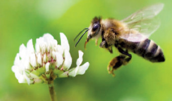 Plaidoyer pour les abeilles et pour nous