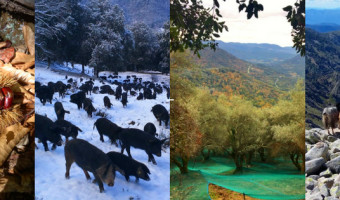 Les défis de l'agriculture corse