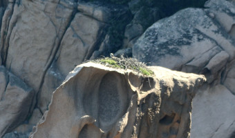 Réserve naturelle de Scandula : le Conseil national de protection de la nature (CNPN) demande une limitation de la fréquentation