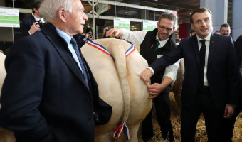 Prisonnier de la vache