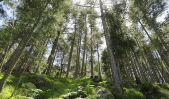 La forêt insulaire en quête d'avenir