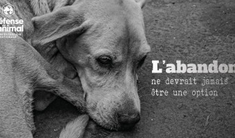 Abandons d'animaux : un fléau sans répit