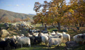 L'Agriculture Corse fait le dos rond, interview de Lionel Mortini président de l'ODARC