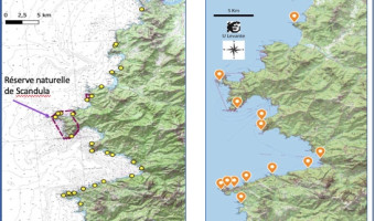 Balbuzards, « aigles pêcheurs » : il n’y aura que 15 zones de quiétude sur la côte nord-occidentale de la Corse