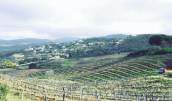 La Cave du Cardinal vous présente Le Clos Marinu