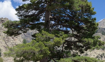 Filière forêt-bois : en friche ou en développement ?