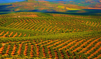 Réchauffement climatique : l'oliveraie espagnole n'aime vraiment pas