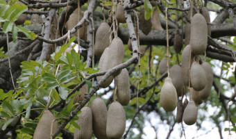 Les saucissons poussent dans les arbres