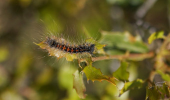 L'Invasion silencieuse des chenilles