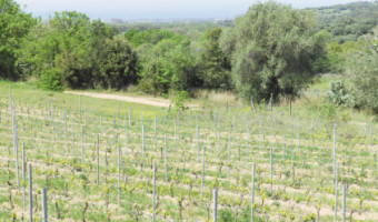 Vignes et vignerons insulaires