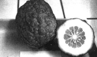 Le cédrat corse : renaissance agricole sur les terres libérées du paludisme