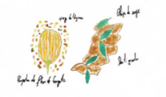 La recette du mois " Bonne dégustation " : Poupeton de fleur courgette, denti , vierge de légumes