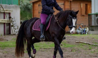 Equitation : 1er octobre une 2ème competition de Mountain trail à Calvi