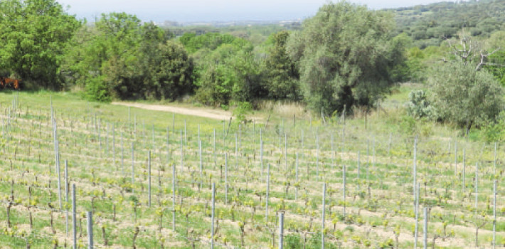 Vignes et vignerons insulaires